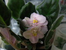 Heartland"s Lime Sherbeth