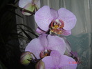DSC00118