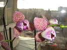DSC00207