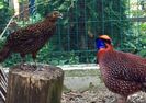 Tragopan