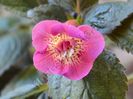 ×Achimenantha Star Tracker