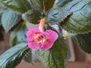 ×Achimenantha Star Tracker