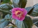 ×Achimenantha Star Tracker