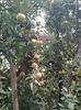 Frumusetea Romei