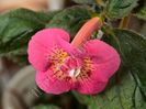 ×Achimenantha Star Tracker
