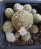 Mammillaria giselae