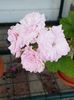 Millfield rose