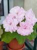 Millfield rose
