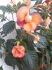 PEACH OCHARD