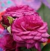 Kaffe Fassett