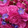 Kaffe-Fassett