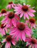 echinaceea-roz-echinacea-magnus-_2560_1_1493467264