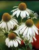 echinaceea-alba-echinacea-purpurea-white-swan_2561_2_1493467214