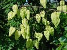 otetar-galben-koelreuteria-paniculata_2331_3_1490271555