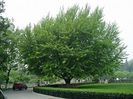 ginkgo-ginkgo-biloba_2307_2_1490271548