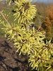 nucul-vrajitoarelor-hamamelis-virginiana_2308_2_1490271549