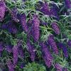 liliac-de-vara-mov-inchis-buddleja-dav-black-knight_2268_2_1490271533