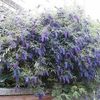 liliac-de-vara-albastru-buddleja-dav-empire-blue_2428_2_1490271584