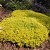 iarba-de-soaldina-sedum-aurea_3023_3_1564655033