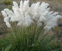 iarba-de-pampas-alba-cortaderia-s-white-plume_2521_1_1490271622