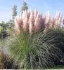 iarba-de-pampas-roz-cortaderia-selloana-rose-plum_2287_2_1495270398