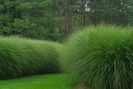 iarba-elefantului-miscanthus-sinensis_2628_2_1497103618