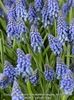 muscari-armeniacum-fa_84