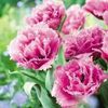 lalele-matchpoint-tulips-matchpoint_2876_2_1533382604