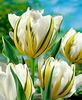 lalele---exotic-emperor_2743_1_1501143844