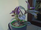 Tradescantia cv Nanouk