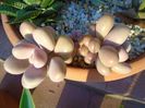 Graptopetalum amethystinum