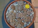 Lithops