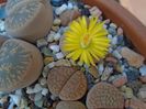 Lithops
