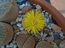 Lithops