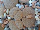 Lithops