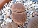 Lithops