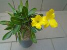 Pachyipodium brevicaule (altoit pe Pachypodium saundersii)