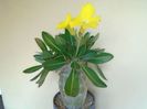 Pachyipodium brevicaule (altoit pe Pachypodium saundersii)