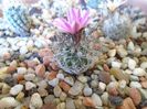 Turbinicarpus lausseri