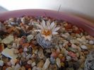 Turbinicarpus dickinsoniae