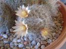 Mammillaria bocasana