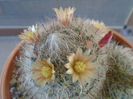 Mammillaria bocasana
