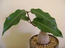 Petopentia natalensis