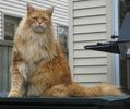 main coon red tabby