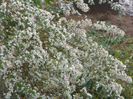 aster ericoides Schneetanne