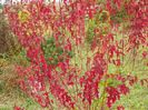 acer tataricum