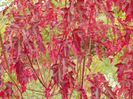 acer tataricum