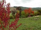 acer tataricum, cotinus Royal Purple, rhus typhina
