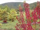 acer tataricum, catalpa bungei