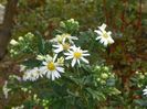 aster ageratoides Ashvi